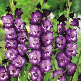 gladiolus-mieczyk-wielkokwiatowy-volbeat-5-szt-mieczyki-cebulki-mieczykow