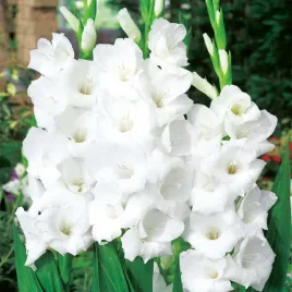 gladiolus-mieczyk-wielkokwiatowy-solist-5-szt-mieczyki-cebulki-mieczykow