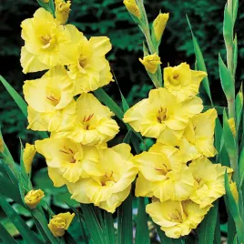 gladiolus-mieczyk-wielkokwiatowy-joyeuse-entree-5-szt-mieczyki-cebulki