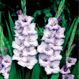 gladiolus-mieczyk-wielkokwiatowy-blue-tropic-5-szt-mieczyki-cebulki