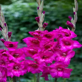 gladiolus-mieczyk-wielkokwiatowy-kenia-5-szt-mieczyki-cebulki-mieczykow