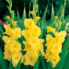 gladiolus-mieczyk-wielkokwiatowy-yellow-frans-5-szt-mieczyki-cebulki
