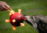 dog-comets-hypernova-super-pilka-pomaranczowa