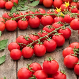 pomidor-gruntowy-koralik-sr-wczesny-cherry-latwa-uprawa-nasiona-pomidorow