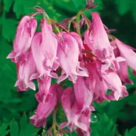 dicentra-formosa-serduszka-pelne-luxuriant-1-szt-sadzonka-sadzonki