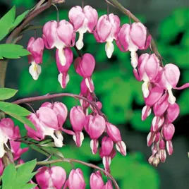 dicentra-spectabilis-serduszka-okazale-rozowe-1-szt-sadzonka-sadzonki