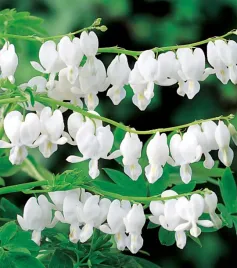 dicentra-spectabilis-alba-serduszka-okazale-biale-1-szt-sadzonka-sadzonki