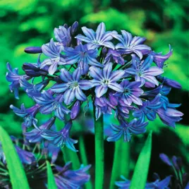 agapanthus-agapanty-agapant-afrykanski-niebieski-blue-1-szt-sadzonka