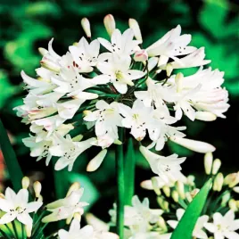 agapanthus-agapanty-agapant-afrykanski-bialy-white-1-szt-sadzonka