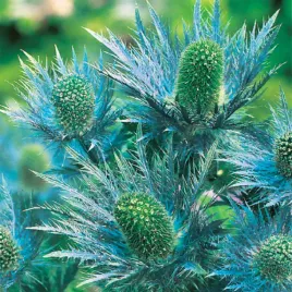 eryngium-alpinum-mikolajek-alpejski-niebieski-1-szt-sadzonka-sadzonki