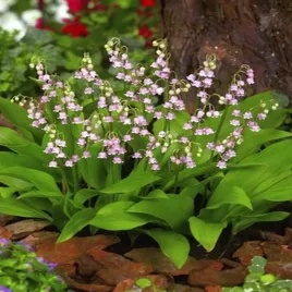 convallaria-konwalia-majowa-rozowa-pink-1-szt-konwalie-sadzonki-sadzonka