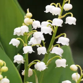 convallaria-konwalia-majowa-biala-white-1-szt-konwalie-sadzonki-sadzonka