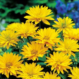 heliopsis-sloneczniczek-zolty-wieloletni-1-szt-sadzonka-sadzonki