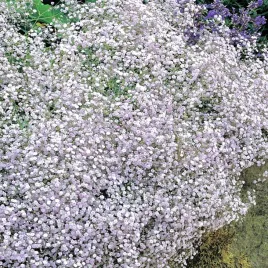 gypsophila-gipsowka-biala-white-1-szt-sadzonki-gipsowki-odporna-plenna
