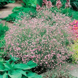 gypsophila-gipsowka-rozowa-pink-1-szt-sadzonki-gipsowki-odporna-plenna