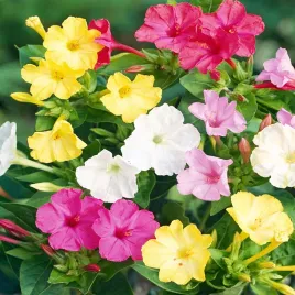 mirabilis-jalapa-dziwaczek-sadzonka-1-szt-sadzonki-sadzonka