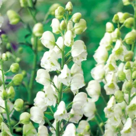 aconitum-album-bialy-tojad-mocny-1-szt-sadzonka-sadzonki-odstarasza-nornice