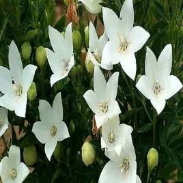 platycodon-rozwar-wielkokwiatowy-fuji-white-1-szt-sadzonki-rozwaru