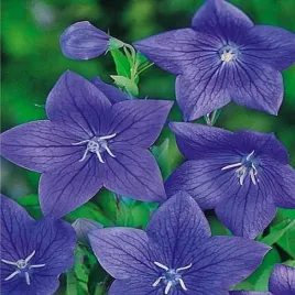 platycodon-rozwar-wielkokwiatowy-fuji-blue-1-szt-sadzonki-rozwaru