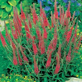 veronica-przetacznik-klosowy-red-czerwony-1-szt-sadzonki-sadzonka