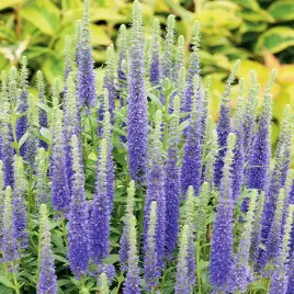 veronica-przetacznik-klosowy-blue-niebieski-1-szt-sadzonki-sadzonka