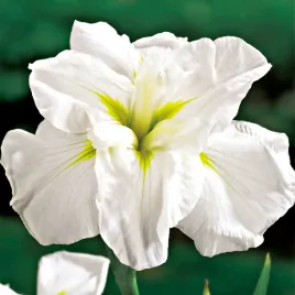irys-esnata-japonski-white-lady-1-szt-irysy-sadzonki-kosaciec-sadzonka