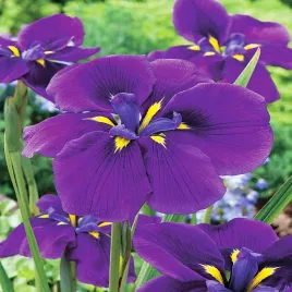 irys-esnata-japonski-wine-ruffles-1-szt-irysy-sadzonki-kosaciec-sadzonka