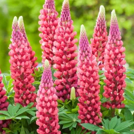 lupinus-lubin-ozdobny-the-pages-1-szt-sadzonki-sadzonka-klacze-odporny