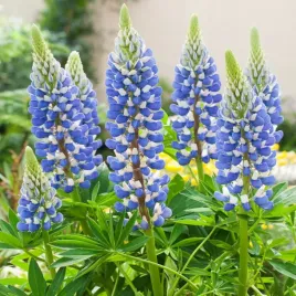 lupinus-lubin-ozdobny-the-governor-1-szt-sadzonki-sadzonka-klacze-odporny