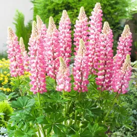 lupinus-lubin-ozdobny-the-chatelaine-1-szt-sadzonki-sadzonka-klacze-odporny
