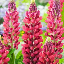 lupinus-lubin-ozdobny-my-castle-1-szt-sadzonki-sadzonka-klacze-odporny