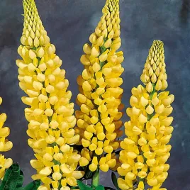 lupinus-lubin-ozdobny-chandelier-1-szt-sadzonki-sadzonka-klacze-odporny