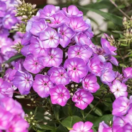 phlox-floks-plomyk-wiechowaty-olympus-1-szt-floksy-sadzonki-kwiatow