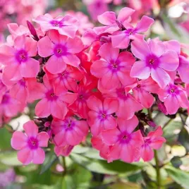 phlox-floks-plomyk-wiechowaty-windsor-1-szt-floksy-sadzonki-kwiatow