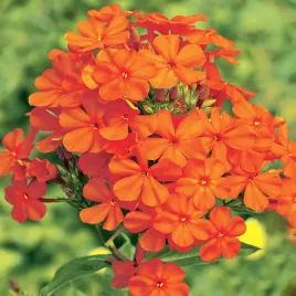 phlox-floks-plomyk-wiechowaty-orange-perfection-1-szt-floksy-sadzonki