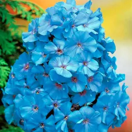 phlox-floks-plomyk-wiechowaty-blue-boy-1-szt-floksy-sadzonki-kwiatow