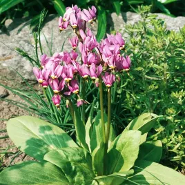 dodecatheon-meadia-bozykwiat-rozowy-pink-1-szt-sadzonka-sadzonki