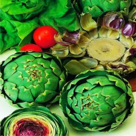 cynara-karczoch-1-szt-sadzonki-karczocha-sadzonka