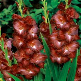 gladiolus-mieczyk-wielkokwiatowy-chocolate-5-szt-mieczyki-cebulki-mieczykow
