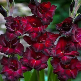 gladiolus-mieczyk-wielkokwiatowy-black-star-5szt-mieczyki-cebulki-mieczykow