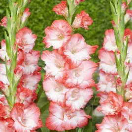 gladiolus-mieczyk-wielkokwiatowy-pink-lady-5-szt-mieczyki-cebulki-mieczykow