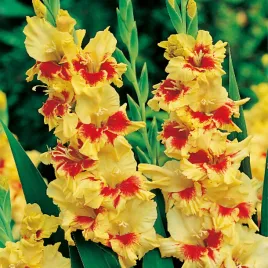 gladiolus-mieczyk-wielkokwiatowy-yester-5-szt-mieczyki-cebulki-mieczykow