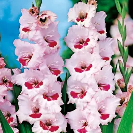 mieczyk-wielkokwiatowy-wine-and-roses-5-szt-mieczyki-cebulki-mieczykow