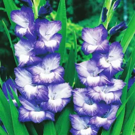gladiolus-mieczyk-wielkokwiatowy-nori-5-szt-mieczyki-cebulki-mieczykow