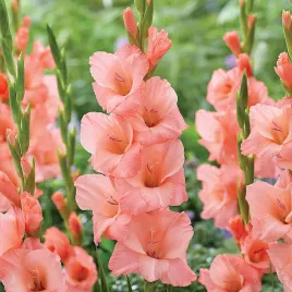 gladiolus-mieczyk-wielkokwiatowy-fortarosa-5-szt-mieczyki-cebulki-mieczykow