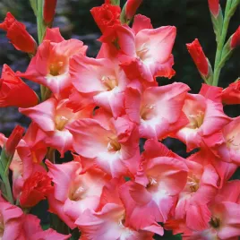 gladiolus-mieczyk-wielkokwiatowy-sogno-5-szt-mieczyki-cebulki-mieczykow