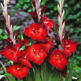 gladiolus-mieczyk-wielkokwiatowy-azuro-5-szt-mieczyki-cebulki-mieczykow