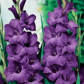 mieczyk-wielkokwiatowy-purple-flora-5-szt-mieczyki-cebulki-mieczykow