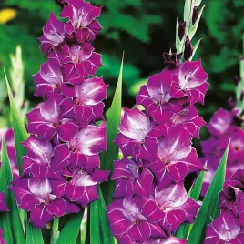 gladiolus-mieczyk-wielkokwiatowy-chemistry-5-szt-mieczyki-cebulki-mieczykow