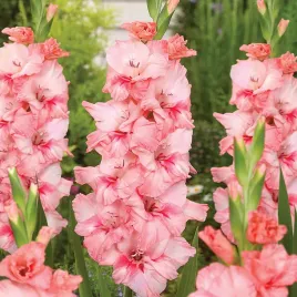 gladiolus-mieczyk-wielkokwiatowy-adrenalin-5-szt-mieczyki-cebulki-mieczykow